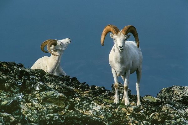 Two Dall Sheep Rams on ridge-Denali National Park-Alaska
